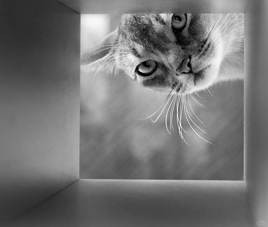 The Outdoor Cat, field photograph