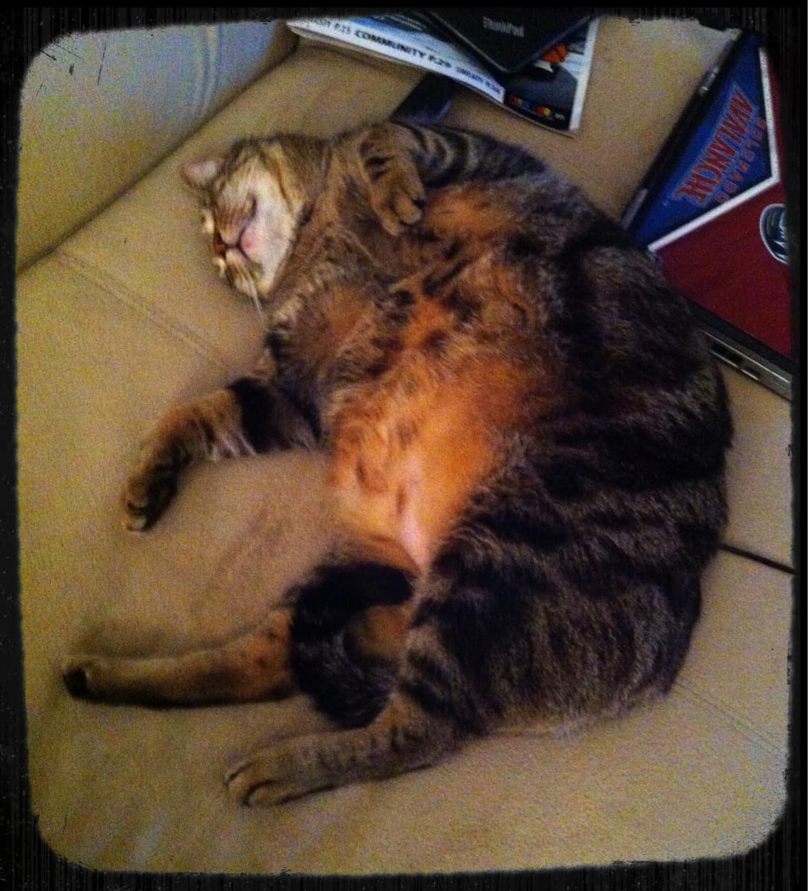 A cat resting in a dim studio scene, warm amber light